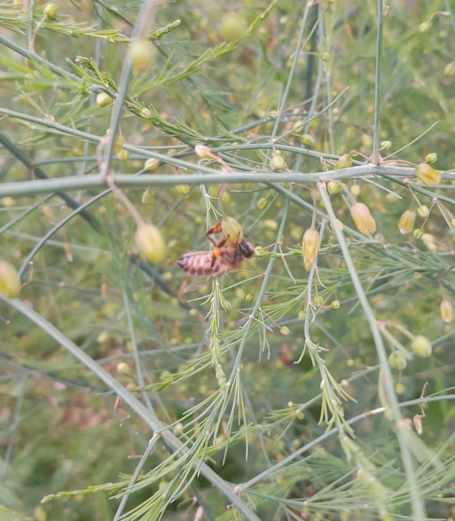 Le pollen orange de l'asperge récolté par une abeille ©misscakecanalblog