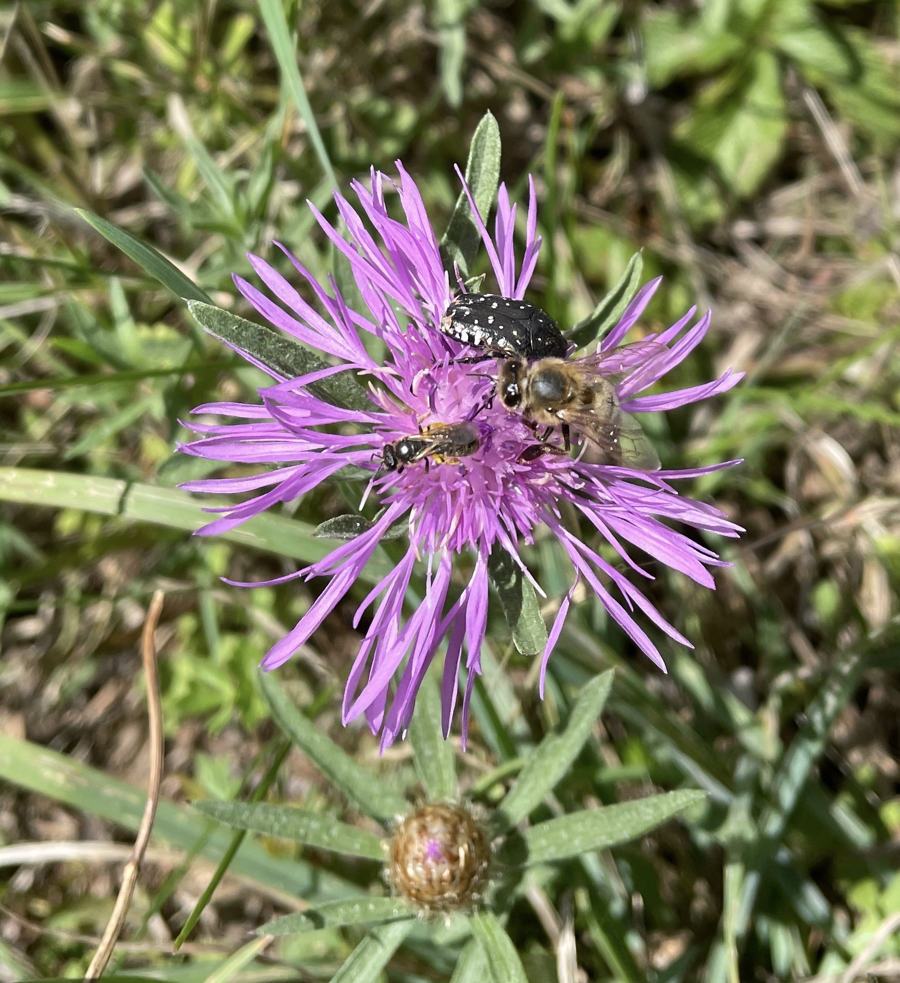 De nombreux insectes apprécient la centaurée noire ©Mellifere.com