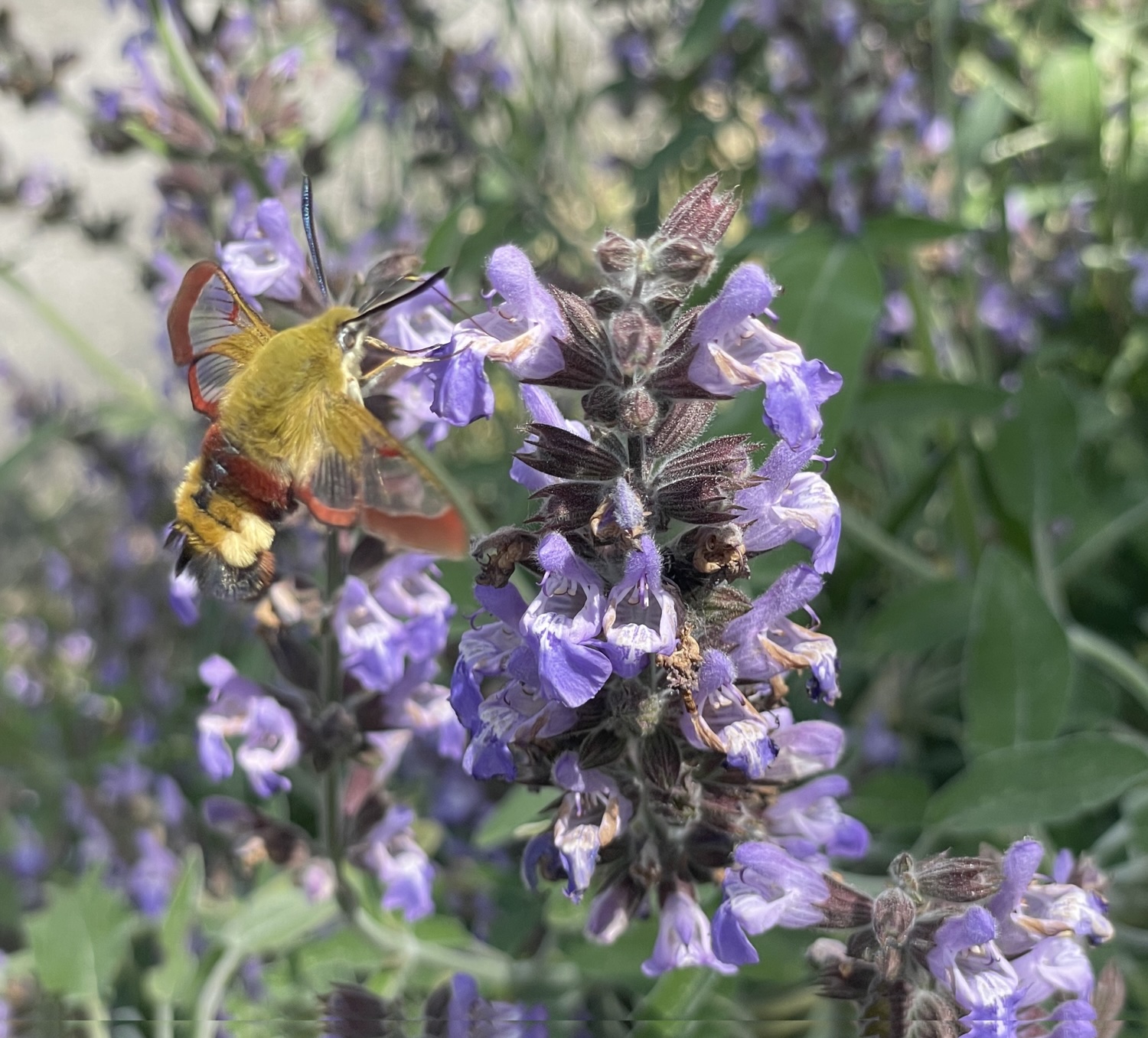Un sphynx gazé butinant avec sa longue trompe sur la sauge officinale ©Mellifere.com