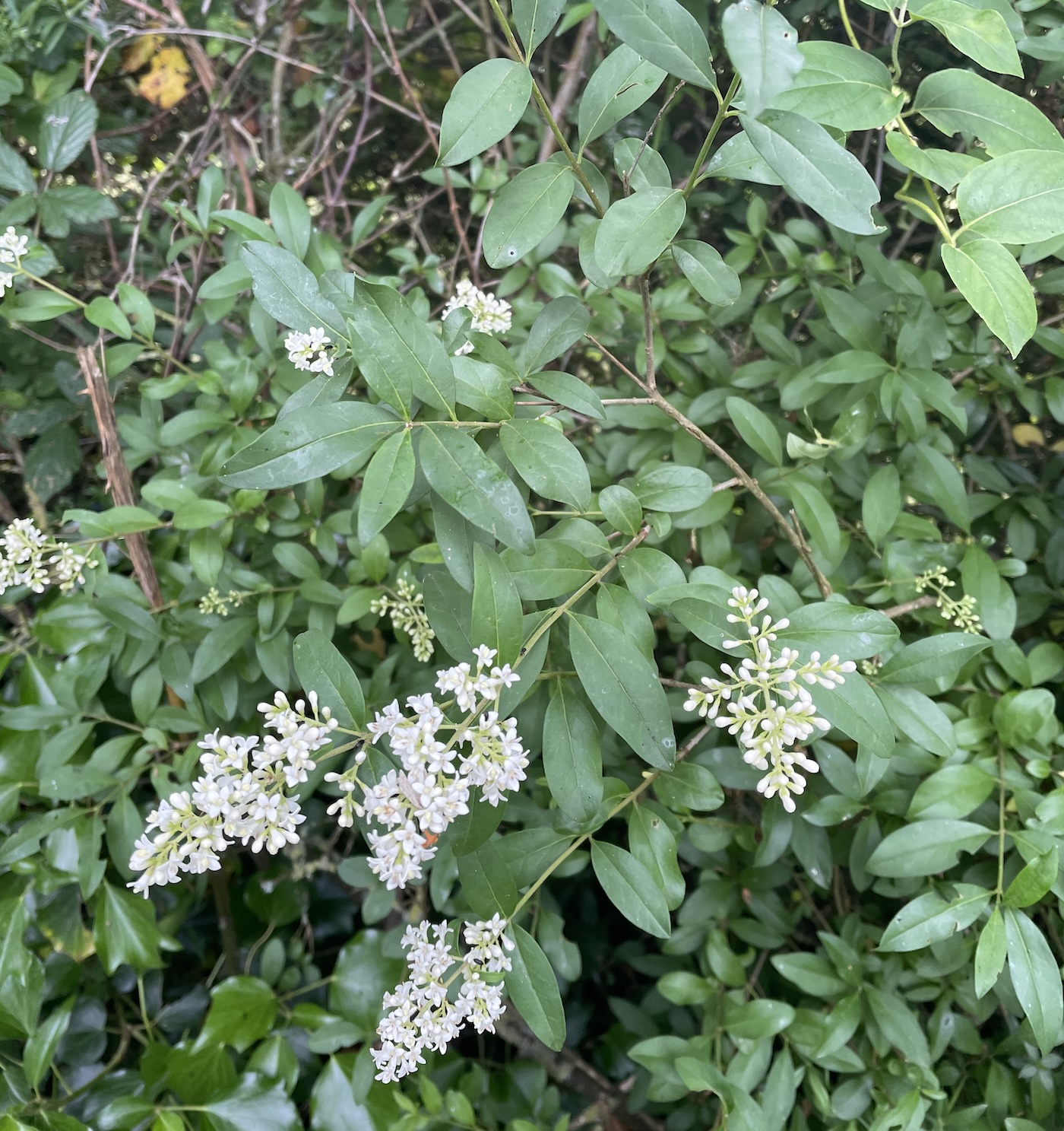 Les grappes de petites fleurs du troène ©Mellifere.com