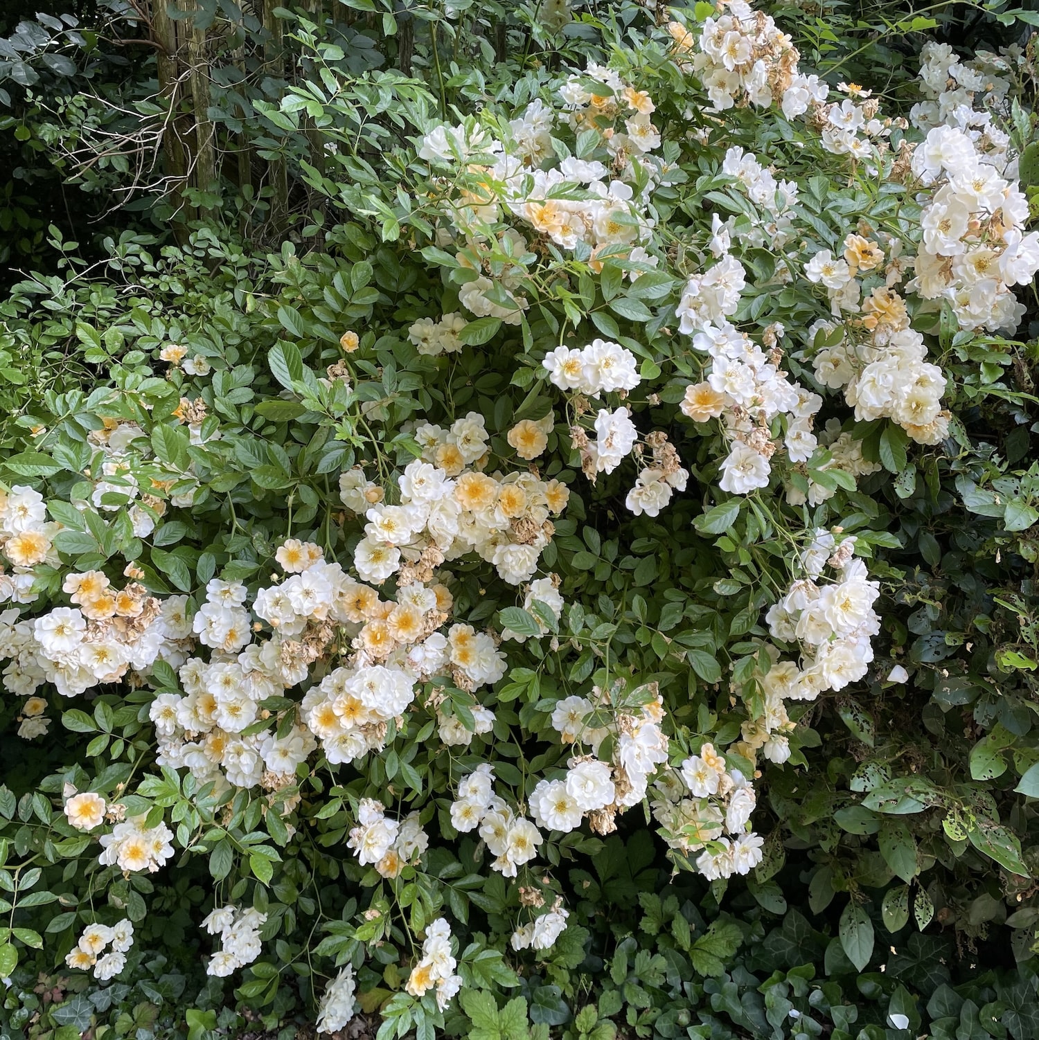 Un rosier musqué en pleine floraison début juin ©Mellifere.com