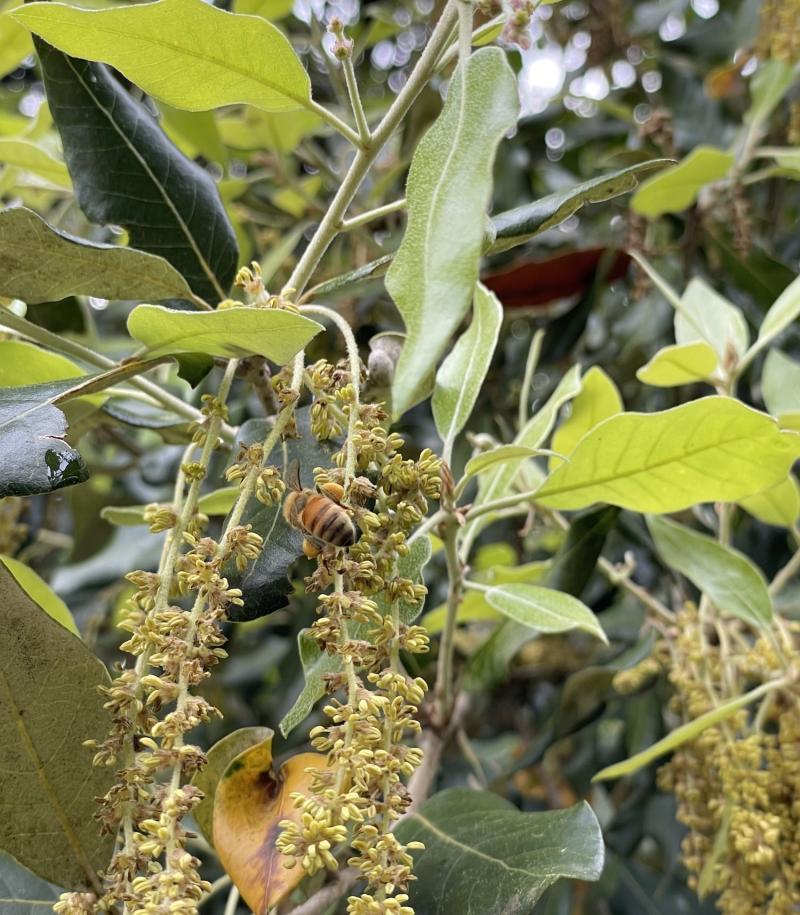 Mellifere.com | Chêne vert ou Yeuse, pollen et nectar pour les abeilles